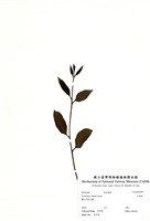 藏品(大葉桉)的圖片